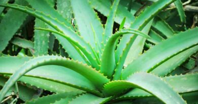 korfadiche fayde | plant alovera marathi mahiti