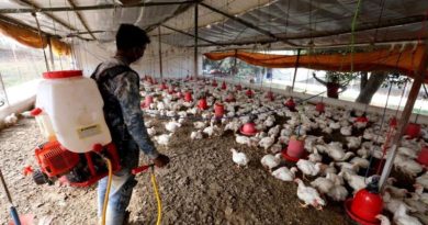 poultry farm bird flu
