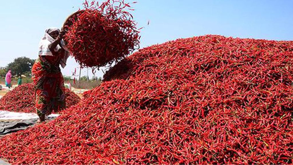 red chilly market