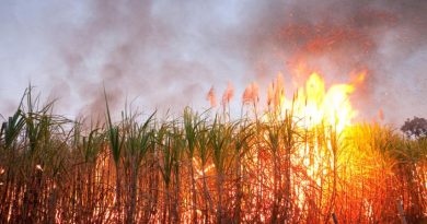 sugarcane farm burnt