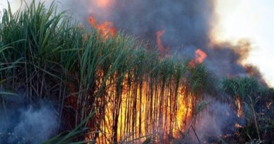 fire in sugar cane farm