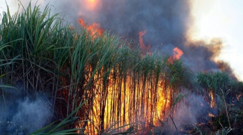 fire in sugar cane farm
