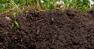 soil curb