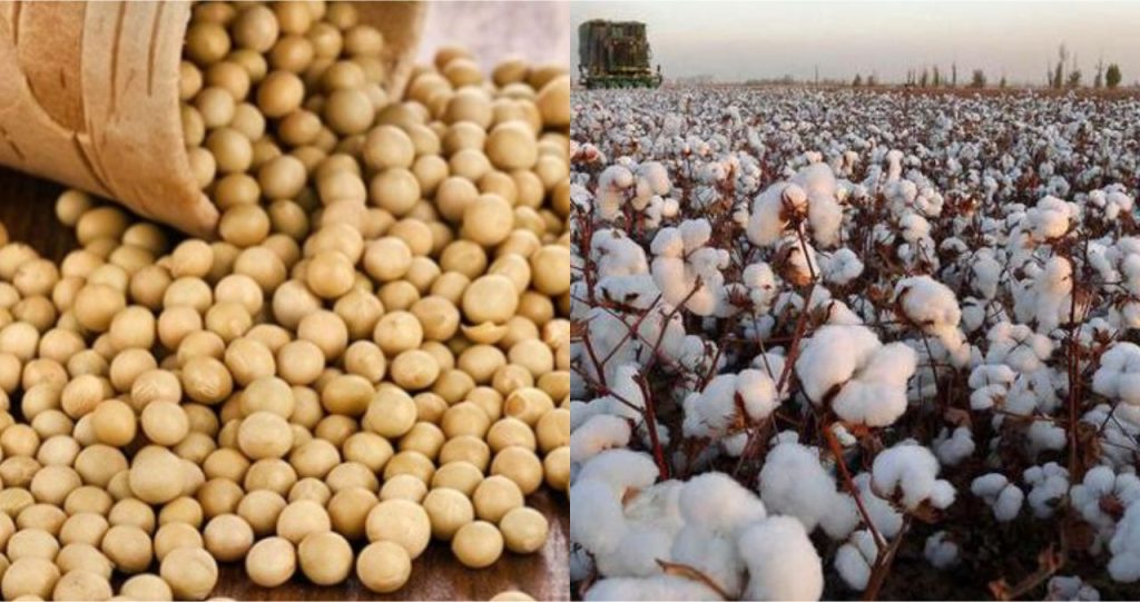 soybean and cotton