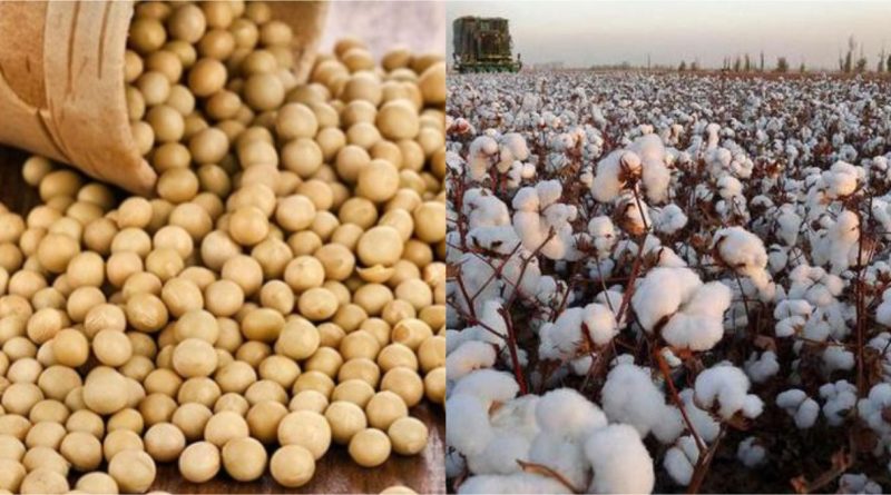 soybean and cotton