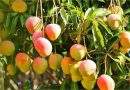 आंबा शेती: आता वर्षभर आंबा खा.. नवीन जाती ऑफ सीझनमध्येही भरपूर फळे देतील, वर्षातून 3 वेळा प्रचंड उत्पादन मिळेल