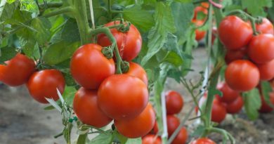 टोमॅटोची ही एक क्रांतिकारक जाती आहे, एका झाडापासून 19 किलो उत्पादन मिळते.