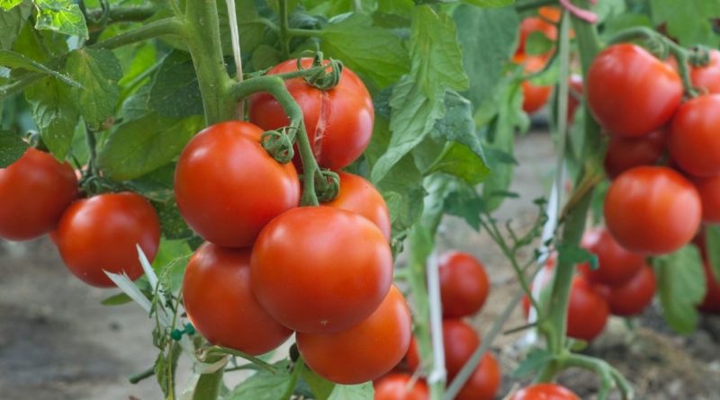 टोमॅटोची ही एक क्रांतिकारक जाती आहे, एका झाडापासून 19 किलो उत्पादन मिळते.