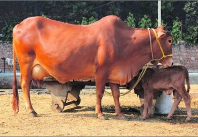 शास्त्रज्ञांनी विकसित केला गीर गाईचा ‘देसी क्लोन’, आता गावागावात दूध उत्पादन वाढणार
