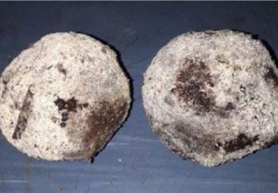 गाई-म्हशी गाभण राहण्यास काही अडचण आहे का? या लाडूमुळे जनावरांची समस्या दूर होईल