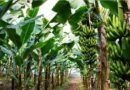 केळीवर एल निनोचा प्रभाव: एल निनोच्या उष्णतेमुळे केळी पिकाचे नुकसान टाळण्यासाठी या व्यवस्था करा.
