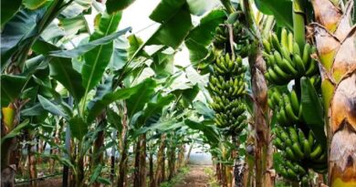 केळीवर एल निनोचा प्रभाव: एल निनोच्या उष्णतेमुळे केळी पिकाचे नुकसान टाळण्यासाठी या व्यवस्था करा.
