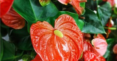फुलांची लागवड: हृदयाच्या आकाराच्या अँथुरियम फुलांच्या लागवडीतून लाखोंची कमाई, जाणून घ्या किती फायदा होईल